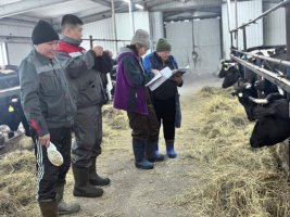 Специалисты «Сахаагроплем» проверяют родословные коров-холмогорок в «Кладовой Олекмы»