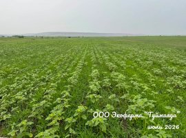Июль в самом разгаре